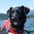 Ruff Wear Big Eddy Float Coat Dog PFD Review