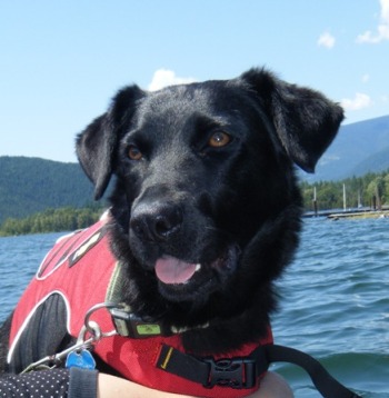 lab life jacket