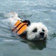 Ruff Wear Portage Float Coat Dog PFD Review