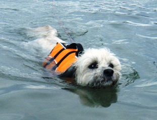 shih tzu life jacket