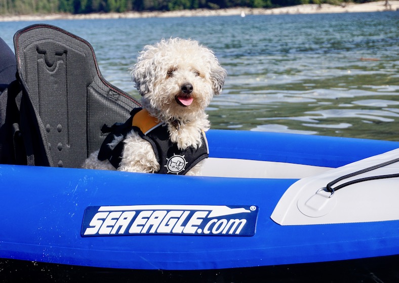 dog in inflatable kayak