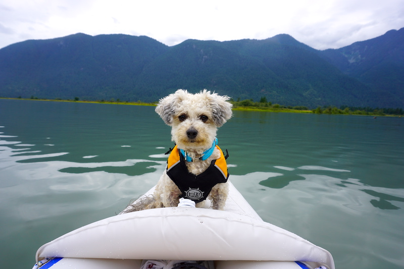 small dog kayaking in Sea Eagle 370