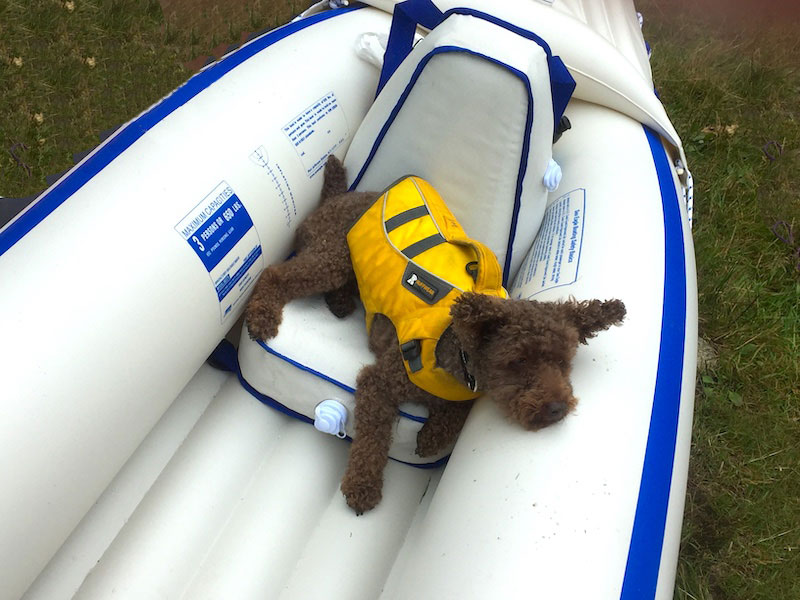 kayaking with dogs in inflatable kayak