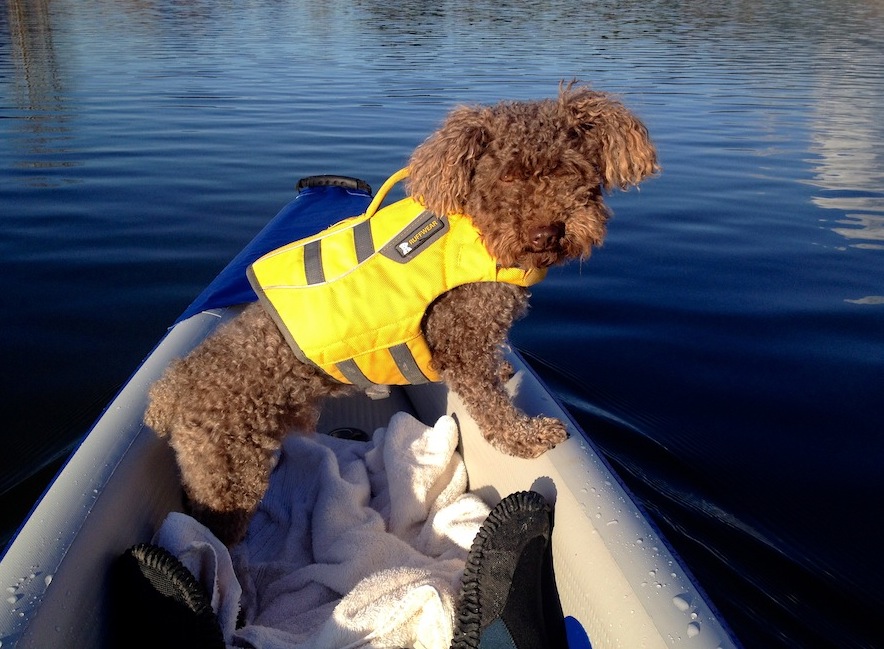 Seth the pup who loves to kayak