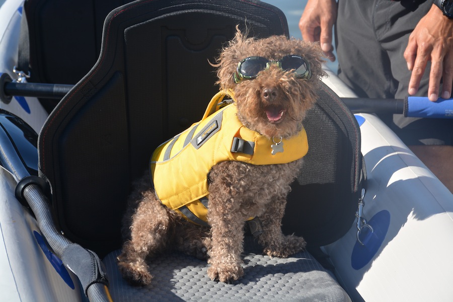 Seth wearing his Doggles doggy sunglasses in the Sea Eagle RazorLite kayak