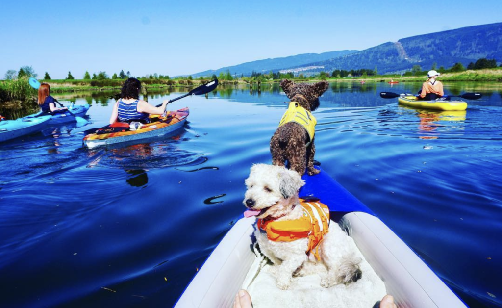 Sea Eagle Razorlite kayaking with dogs 