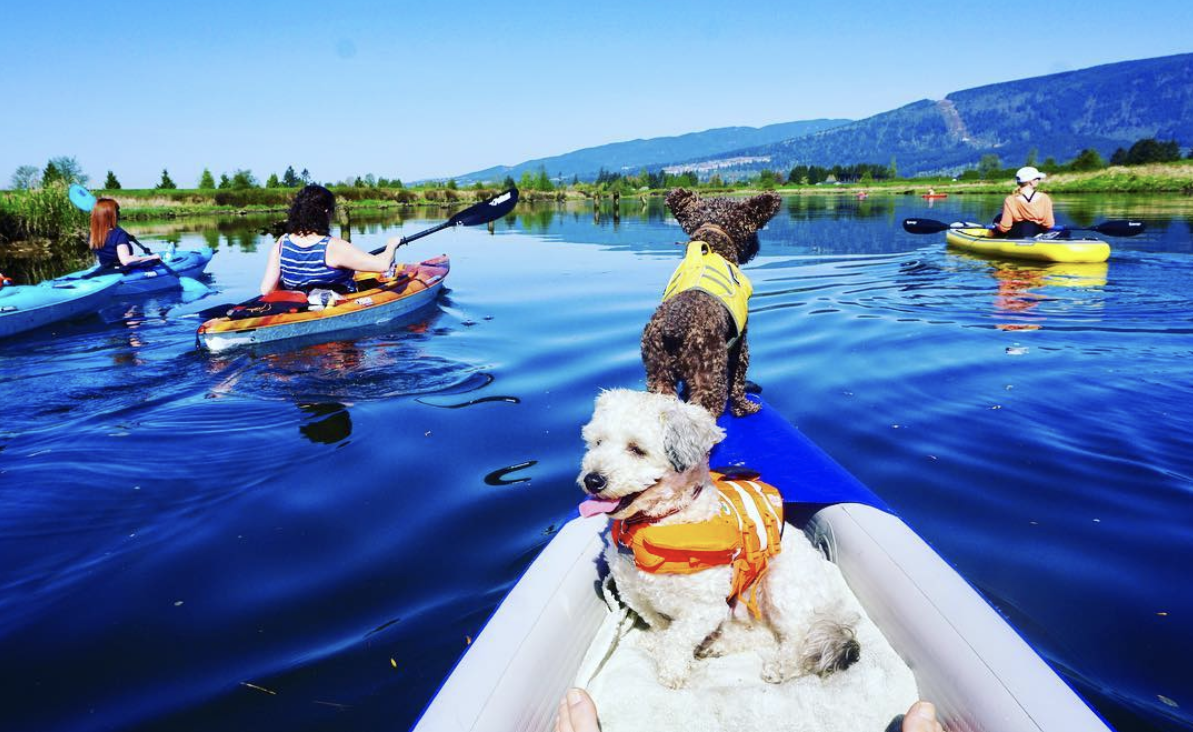paddling with my dogs in the Razorlite kayak